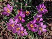 Winter Driveway Crocuses 20240226 0003