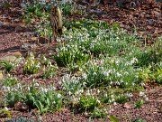 Winter Driveway Galanthus 20240212 0001
