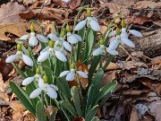 Winter Driveway Galanthus 20240212 0003