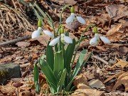 Winter Driveway Galanthus 20240212 0004