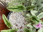 Fall Cold Frame Cyclamen hederifolium 20210825 0002