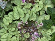 Fall Cold Frame Cyclamen hederifolium 20210825 0014