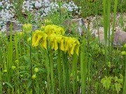 Spring Bog Gardens 20220514 0002