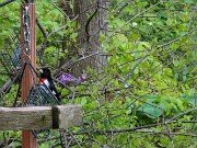 Rose Breasted Grosbeak 20220508 0001