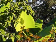 Fall Banana Beds 20231013 0001