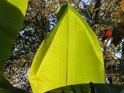 Fall Banana Beds 20231013 0003