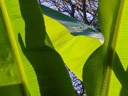 Fall Banana Beds 20231013 0004