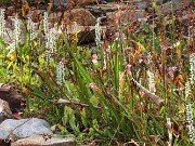Fall Bog Gardens 20232023 0001