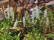 Fall Bog Gardens 20232023 0002