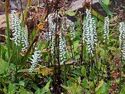 Fall Bog Gardens 20232023 0003