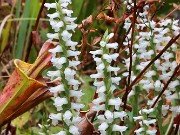 Fall Bog Gardens 20232023 0004