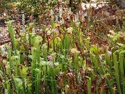 Fall Bog Gardens 20232023 0006