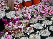 Fall Cyclamen Cold Frames 20240924 0002