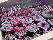 Fall Cyclamen Cold Frames 20240924 0003