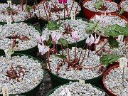 Fall Cyclamen Cold Frames 20240924 0004
