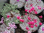 Fall Cyclamen Cold Frames 20240924 0005