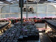 Fall Cyclamen Greenhouse 20240915 0001
