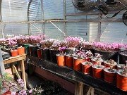 Fall Cyclamen Greenhouse 20240915 0002