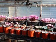 Fall Cyclamen Greenhouse 20240915 0003