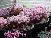 Fall Cyclamen Greenhouse 20240915 0005