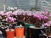 Fall Cyclamen Greenhouse 20240915 0007