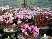 Fall Cyclamen Greenhouse 20240915 0008