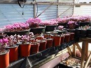 Fall Cyclamen Greenhouse 20240915 0009