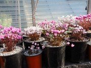 Fall Cyclamen Greenhouse 20240915 0010