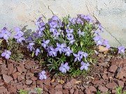 Spring Bog Garden Sand Beds 20240405 0001