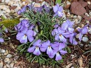 Spring Bog Garden Sand Beds 20240405 0003