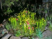Spring Bog Gardens 20240515 0001