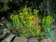 Spring Bog Gardens 20240515 0002