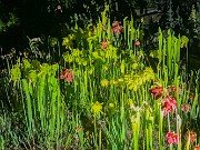 Spring Bog Gardens 20240515 0003