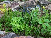 Spring Bog Gardens 20240515 0004