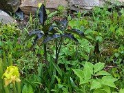 Spring Bog Gardens 20240515 0005