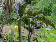 Spring Bog Gardens 20240515 0009