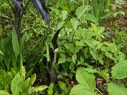 Spring Bog Gardens 20240515 0012