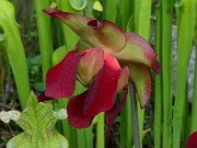 Spring Bog Gardens 20240516 0001