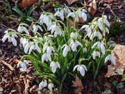 Winter Conservatory Beds 20230208 0017