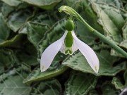 Galanthus graecus 12294 20210206 0002