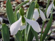 Galanthus graecus ACQ12163 20240122 0001