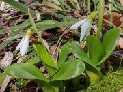 Galanthus krasnovii 20240303 0001