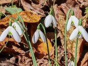 Galanthus peshmenii 243C 20221030 0002