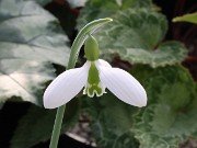 Galanthus plicatus ssp. byzantinus 13072 20210204 0002