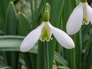 Galanthus plicatus 13333 20210206 0002