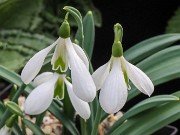 Galanthus plicatus 13333 20210206 0006