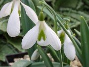 Galanthus plicatus 13333 20210206 0007