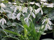Galanthus rhizehensis aff. 13467 20210204 0002