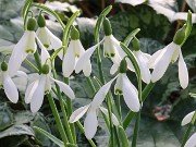 Galanthus rhizehensis aff. 13467 20210204 0003