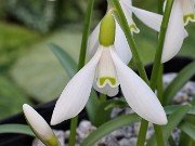 Galanthus rizehensis 352 20241205 0003